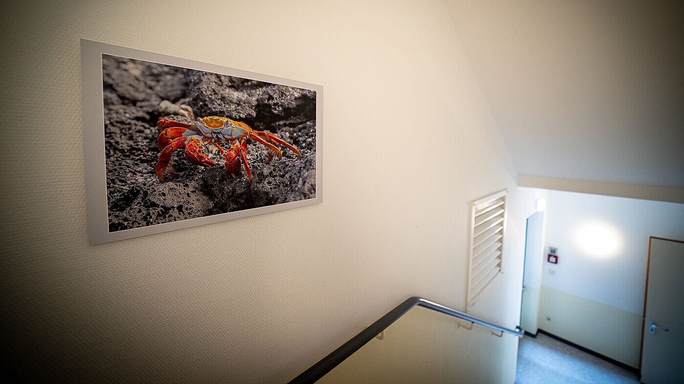 Dauerausstellung im Außenwohnangebot Tobiasmühle des Epilepsiezentrum Kleinwachau: Auf dem Foto ist das Foto einer Krabbe auf grauem Sand zu sehen, das in einem Treppenhaus hängt