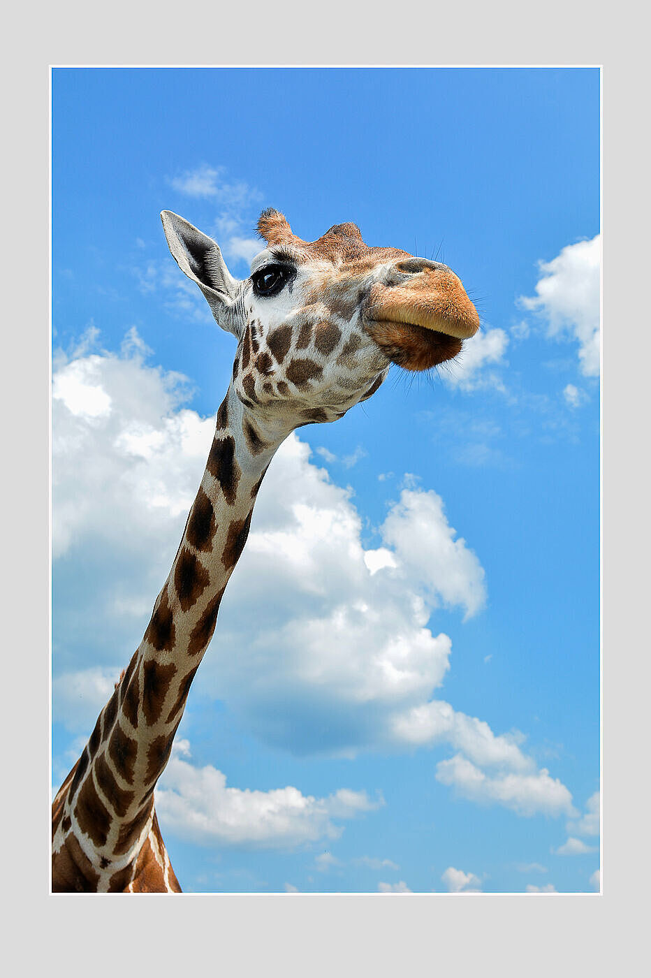 Auf dem Foto des Fotografen Andreas Görne ist eine Giraffe mit Kopf und Hals zu sehen